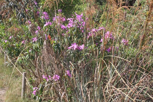 Pleroma granulosum