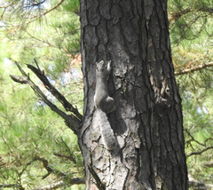 Sciurus niger cinereus