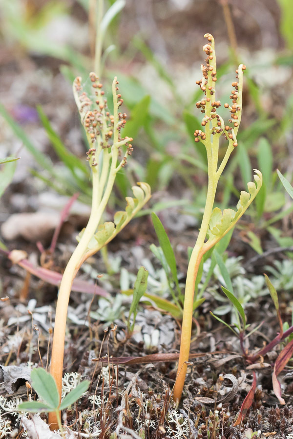 Botrychium hesperium