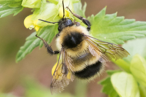 Heath Bumble Bee, photo 3 of 10