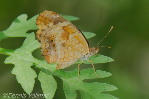 Cuban Crescent photo 5