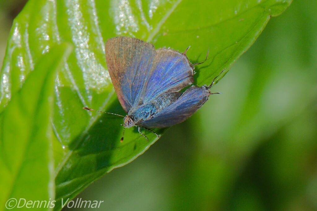 Amethyst Hairstreak