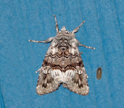 Pseudocerura calophasioides