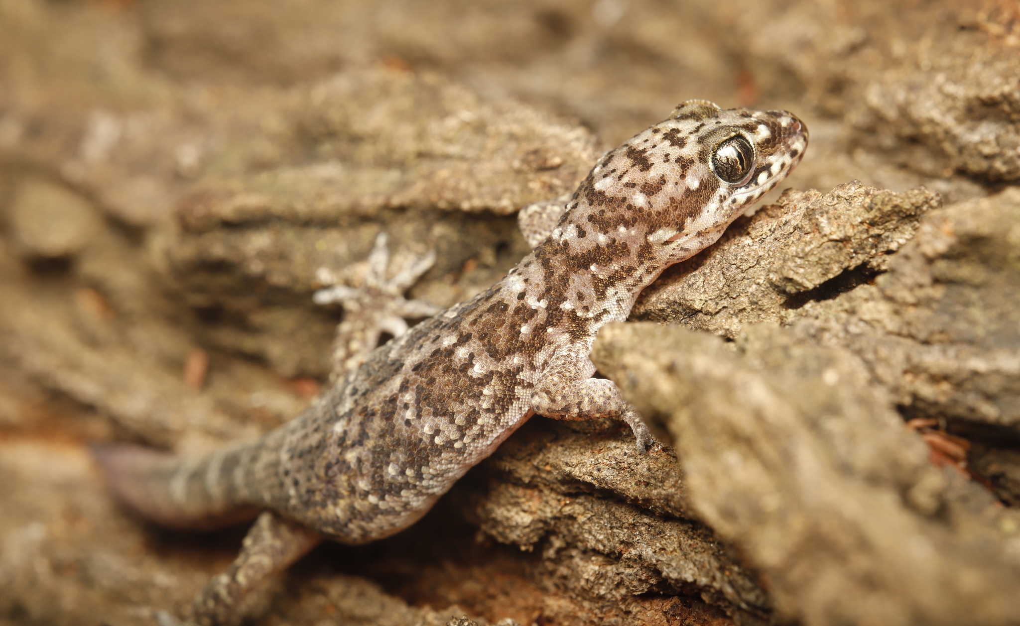 Nyika Gecko photo 5