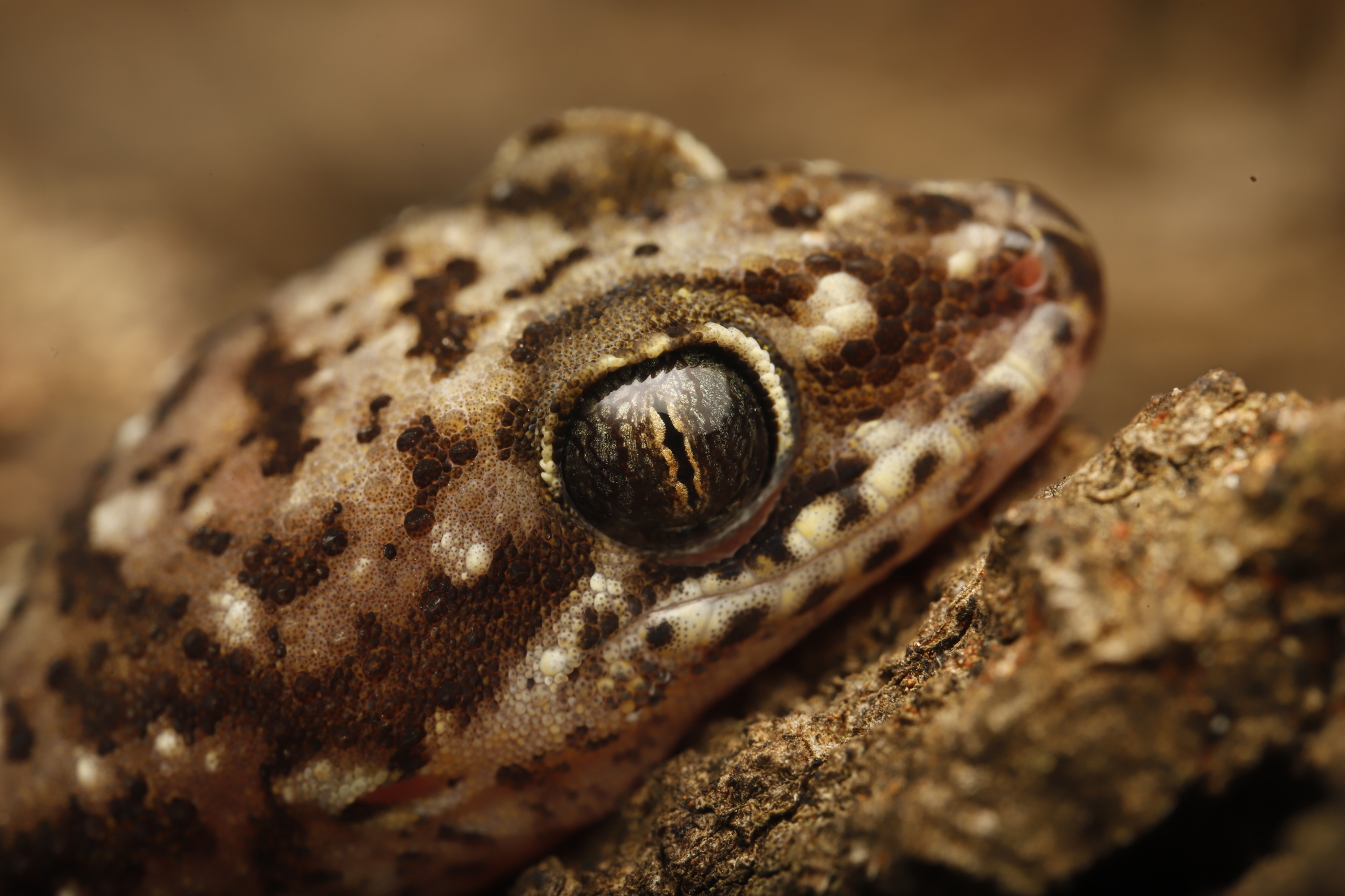 Nyika Gecko photo 3
