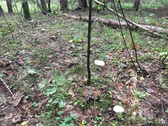 Tricholoma album