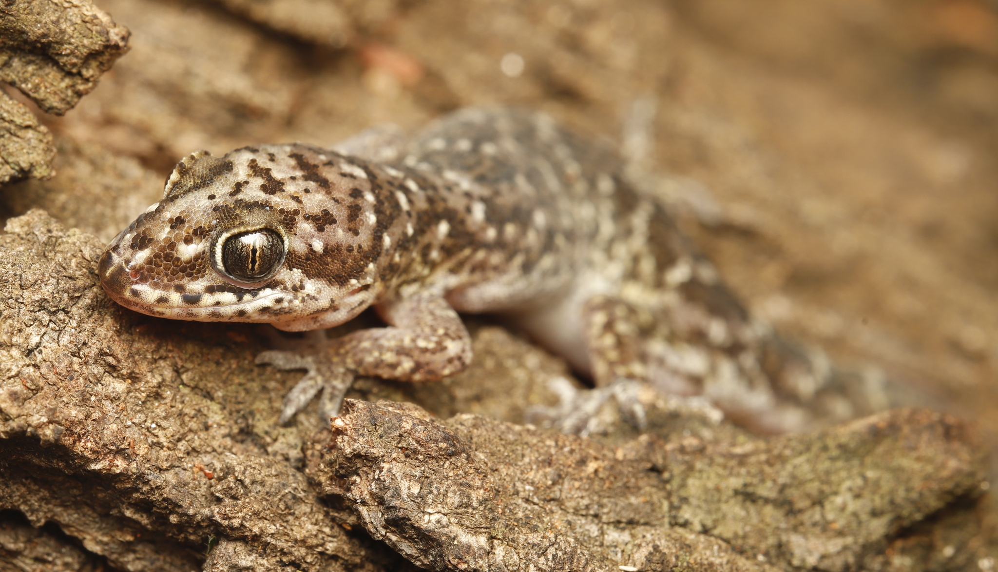 Nyika Gecko photo 4