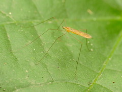 Gonomyia manca