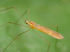 Gonomyia manca