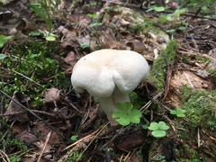 Tricholoma album