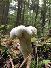 Tricholoma album
