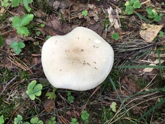 Tricholoma album