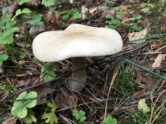 Tricholoma album