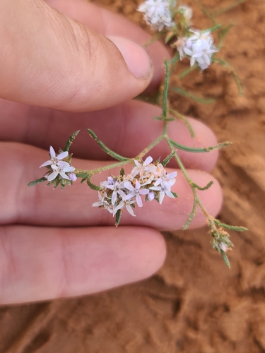 sand-dune skyrocket (Ipomopsis gunnisonii)
