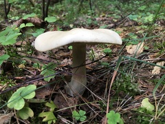 Tricholoma album