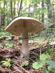Tricholoma album