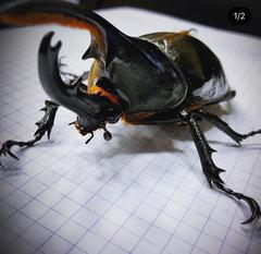 Dynastes septentrionalis