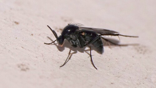Greenomyia brunetti