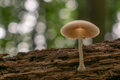 Pluteus semibulbosus