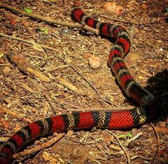 Lampropeltis abnorma