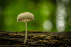 Pluteus semibulbosus