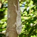 Oriente Bearded Anole - Photo (c) Alexis Felipe, some rights reserved (CC BY-NC), uploaded by Alexis Felipe