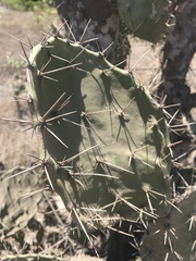 Opuntia elatior