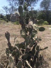 Opuntia elatior