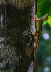 Anolis gingivinus