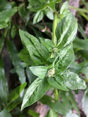 Spermacoce mauritiana