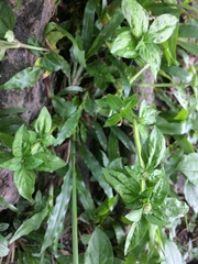 Spermacoce mauritiana