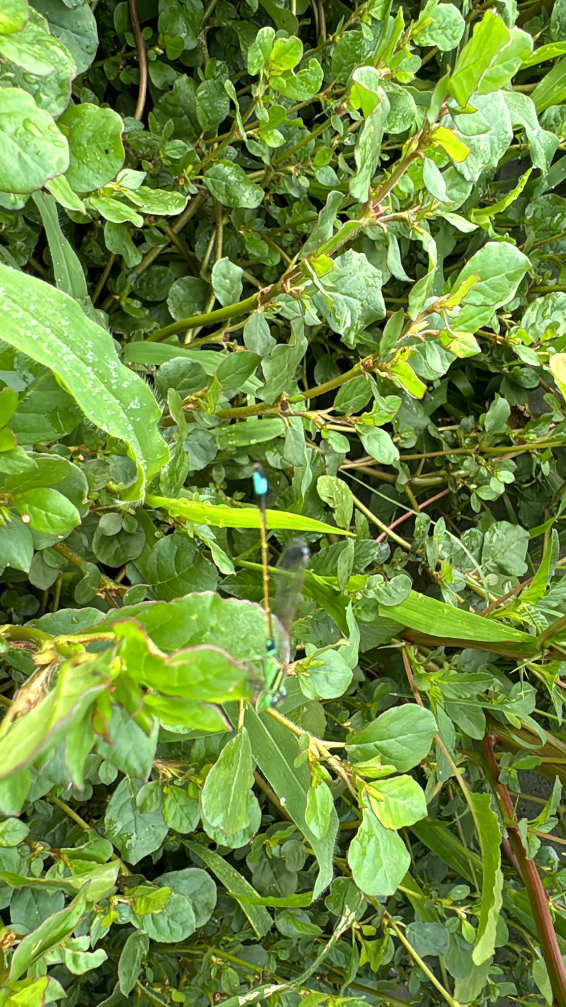 Tropical Bluetail