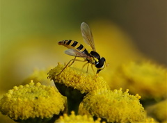 Sphaerophoria