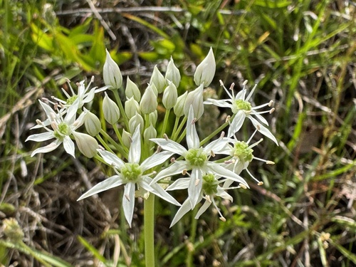 Striped garlic (Allium cuthbertii)