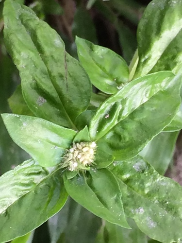 Spermacoce exilis