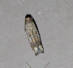 Epiblema abruptana