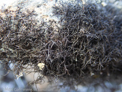 Pseudephebe pubescens