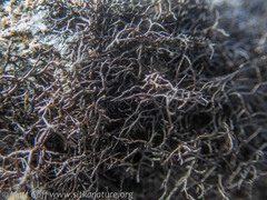 Pseudephebe pubescens