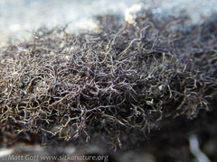 Pseudephebe pubescens