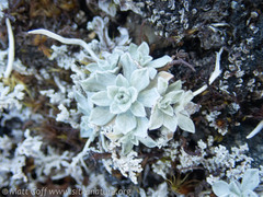 Antennaria alpina