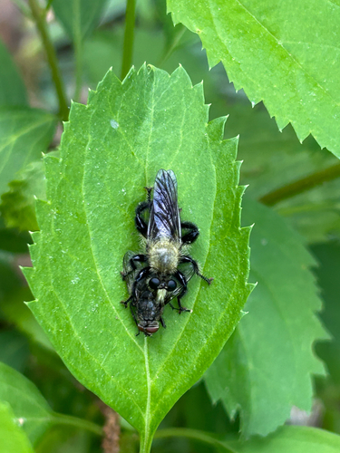 Black-tailed Laphria photo 3