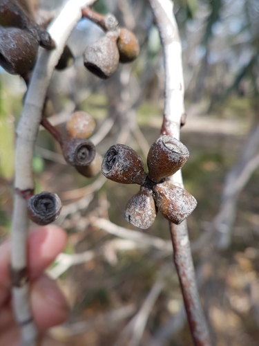 Image of Eucalyptus litoralis by (c) Peter Crowcroft, some rights reserved (CC BY)