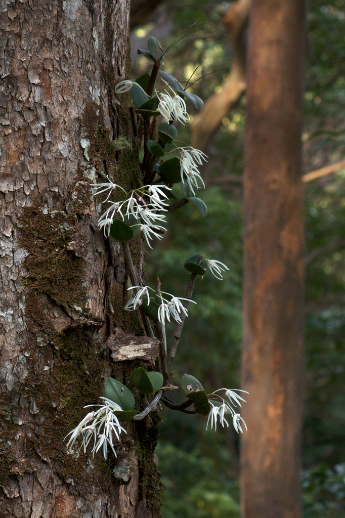 Dendrobium callitrophilum B.Gray & D.L.Jones