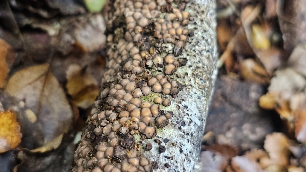 Aleurodiscus berggrenii · May 2025 · photo: © henryahh (iNaturalist, cc0)