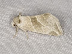 Plagiomimicus mimica