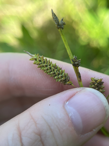Barratt’s Sedge (Carex barrattii)
