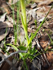 Pterostylis unicornis