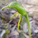 Pterostylis unicornis - Photo (c) Peter Crowcroft, some rights reserved (CC BY-NC), uploaded by Peter Crowcroft