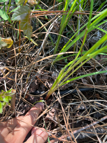 velvet sedge (Carex vestita)