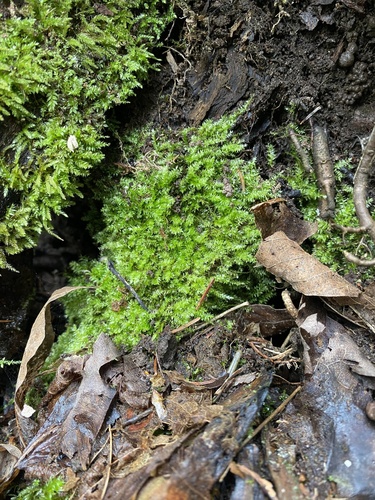 Plagiothecium cavifolium observed 2025-05-20
